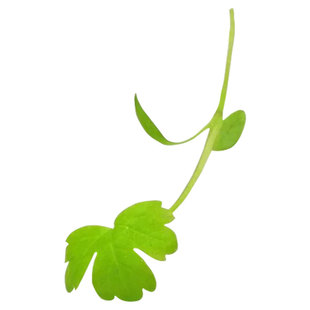 新鲜芹菜苗 香芹苗 三叶香 可食用芽苗菜 10g 酒店西餐摆盘装饰