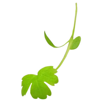 新鲜芹菜苗现采现摘坏单包赔