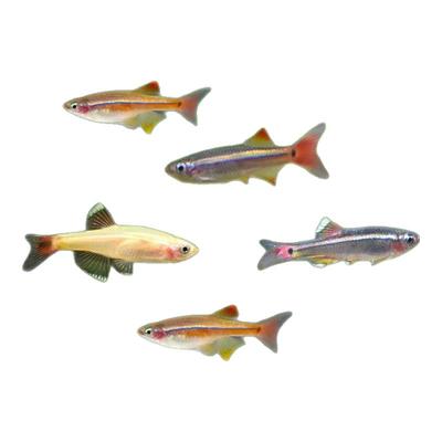 白云金丝淡水冷水新手可养观赏鱼