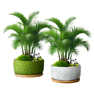 袖珍椰子小盆栽办公室工位小绿植室内桌面盆栽招财四季好养富贵椰