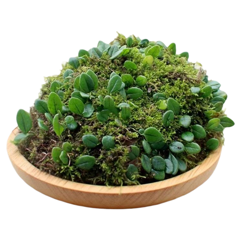 伏石蕨造景绿植观叶植物