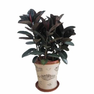 橡皮树黑金刚盆栽花盆苗客厅室内绿叶大叶四季常青型植物净化空气