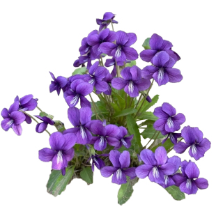 紫花地丁种子籽中药材多年生耐寒花种四季种植盆栽药用苦地丁种孑