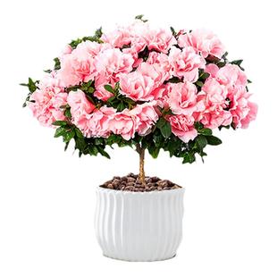 杜鹃花盆栽花卉植物室内四季阳台开花鲜花带花苞树苗绿植好养易活