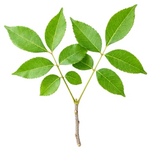 五倍子树苗批发中药材盐肤木树苗蜜源树盆栽地栽庭院绿化耐寒植物