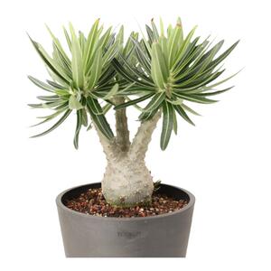 实生好养象牙宫 Pachypodium rosulatum var. gracilius 潮玩块根