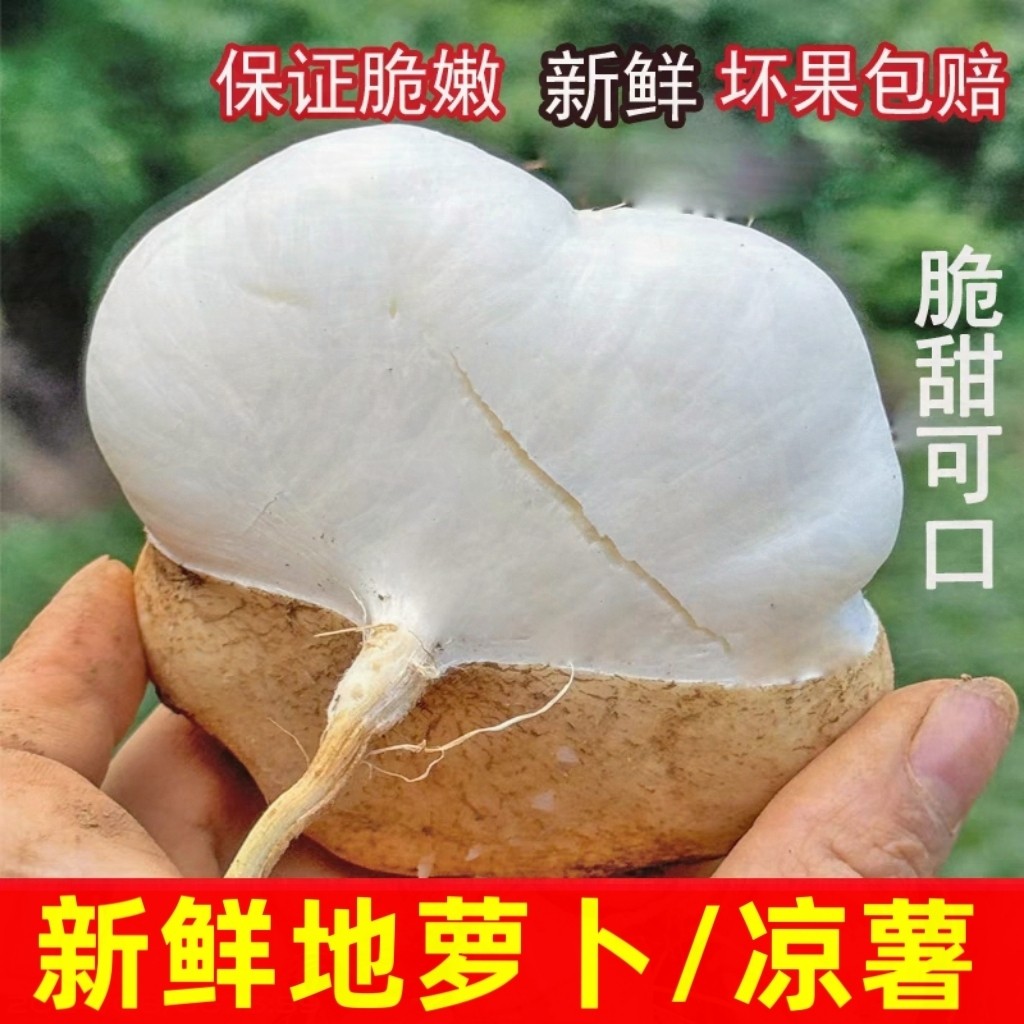 [新鲜地萝卜]沙土凉薯白心地瓜白薯沙葛当季水果地桃脆甜豆薯