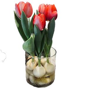 郁金香种球水培盆栽荷兰进口重瓣四季开花好活土养阳台花种籽子