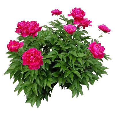 重瓣芍药花苗四季播种开带