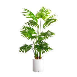 大叶蒲葵盆栽大型绿植观叶棕榈树扇叶室内外客厅植物高级感好养