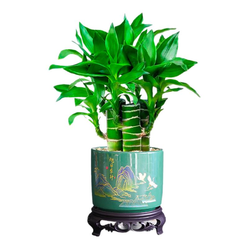 富贵竹盆栽文昌竹植物客厅办公室桌面小绿植招财旺宅四季节节高