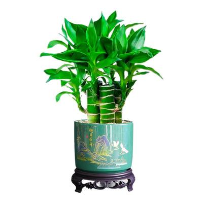 富贵竹盆栽文昌竹植物客厅办公室