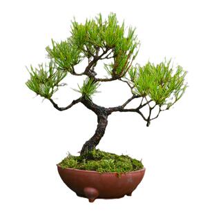 黄山松山采老桩紫砂盆松树盆景大树型盆栽庭院别墅玄关造景马尾松