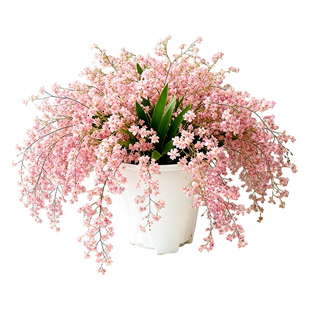 文心兰带花苞盆栽香水梦香兰兰花阳台室内开花卉植物秋冬耐寒绿植