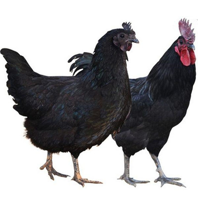 正宗云南盐津乌骨鸡种蛋受精蛋可孵化鸡苗纯黑色土鸡种蛋保护品种