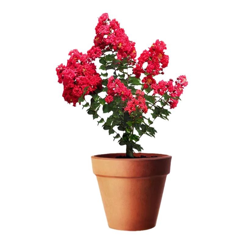 紫薇花瓶造型树编织树苗高档花卉