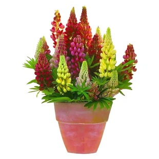 毛地黄种子春秋盆栽花卉花种庭院园林绿化耐旱耐寒四季景观花种子