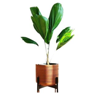 圆叶轴榈轴棕叶盆栽办公室内喜阴好养易活绿植ins风热带植物雨林