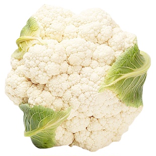 花菜苗秧苗青梗松花菜种苗白花菜四季阳台庭院冬天秋季花椰菜秧苗