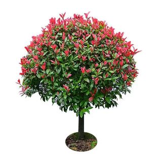 路道别墅红叶石楠球形大小树苗金黄杨女贞冬青四季火焰红室外庭院