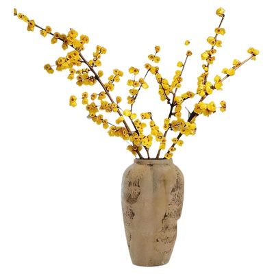 【全网热销10万+】腊梅鲜切带花