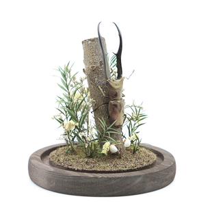 森林剑士锹甲锹形虫真实甲虫甲壳虫标本生态微景观玻璃罩摆件礼物