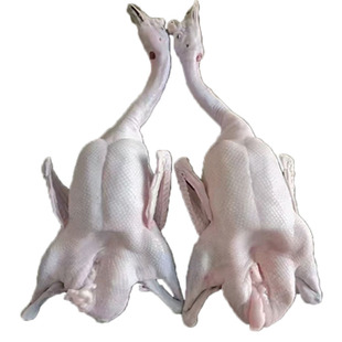 广东清远黑棕鹅新鲜整只酒店烧鹅光鹅港式茶餐厅原材料乌棕鹅棚鹅