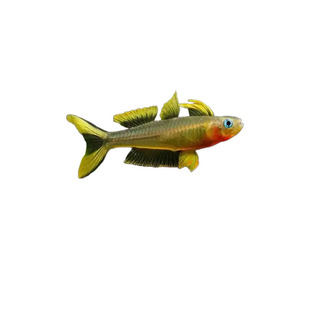 霓虹燕子鱼活体鱼珍珠燕子鱼橘红燕子鱼观赏鱼热带鱼小型鱼淡水鱼