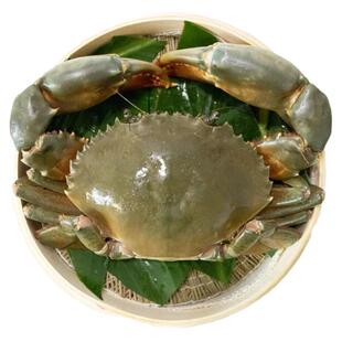 三斤四只超大红树林青蟹鲜活肉蟹野生螃蟹蝤蠓海鲜大礼盒非母膏蟹