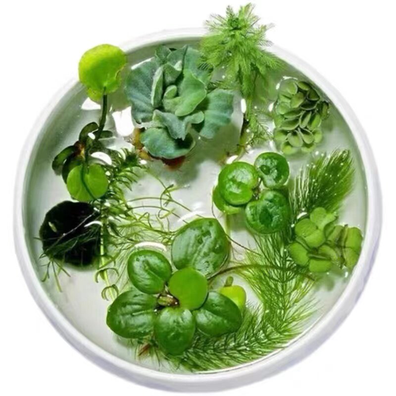 浮萍水葫芦水芙蓉池塘绿化庭院