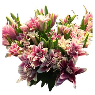 新品超值多头重瓣百合鲜花束白色粉色枚红色火星之恋家用水养插花