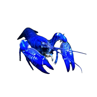 鳌虾龙虾观赏虾淡水族宠物虾原生天空蓝魔虾火山破坏者青花瓷鳌虾