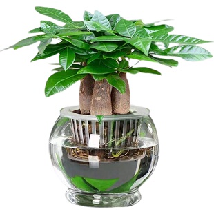 发财树盆栽室内客厅桌摆绿植小盆景发财树苗招财树好养观叶绿植物