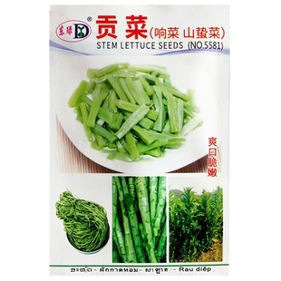 宫廷贡菜种子苔干响菜山蜇阳台盆栽庭院农家作物四季疏蔬菜种籽孑