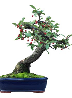 大别山胡秃子观叶观果观花