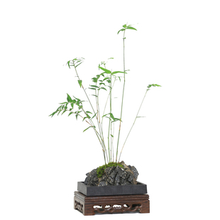 附石菖蒲小盆栽水培植物办公桌面昌蒲盆景茶台摆件吸水石绿植