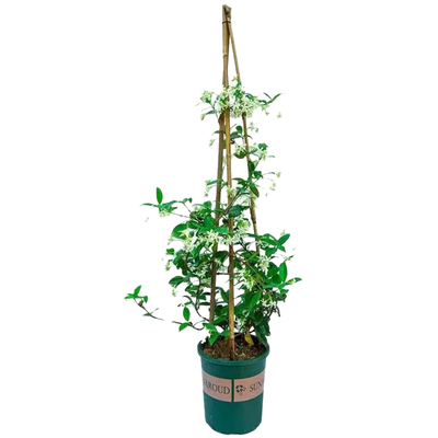 风车茉莉大苗四季爬藤植物