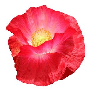 冰岛重瓣虞美人花种子红色种子种籽孑子四季播种盆栽花种花苗