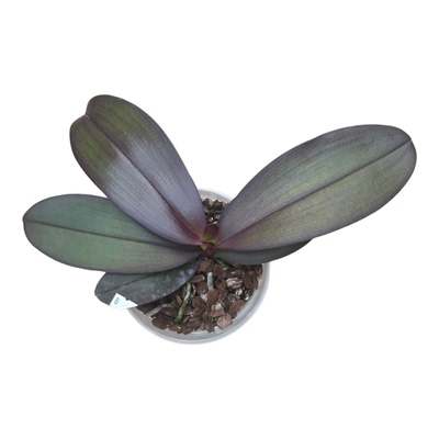 台湾美琪兰园红宝石4.5寸进口