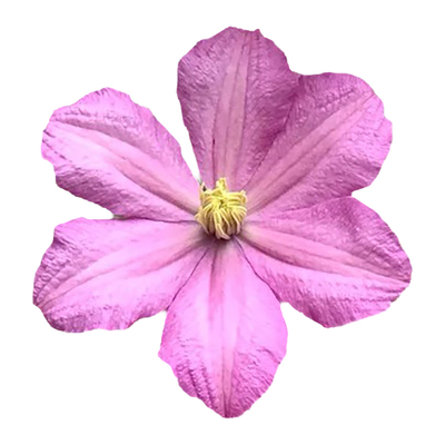 铁线莲女伯爵藤本勤花阳台庭院