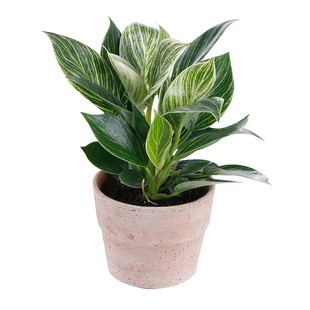 海蒂的花园旗舰店秋海棠绿植室内盆栽桌面绿植花卉办公室植物苗