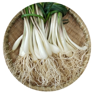 新鲜荞头藠头带叶须教头交头种子农家自种时令蔬菜重庆特产鹅把子