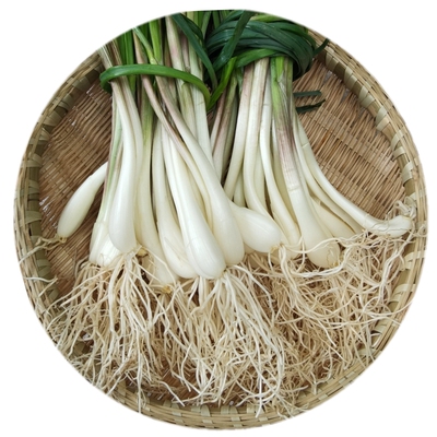 新鲜带叶须藠头保鲜发货1107