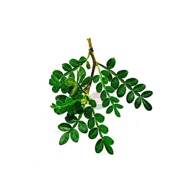 清香胡椒木新鲜摆盘蛋糕装饰花草