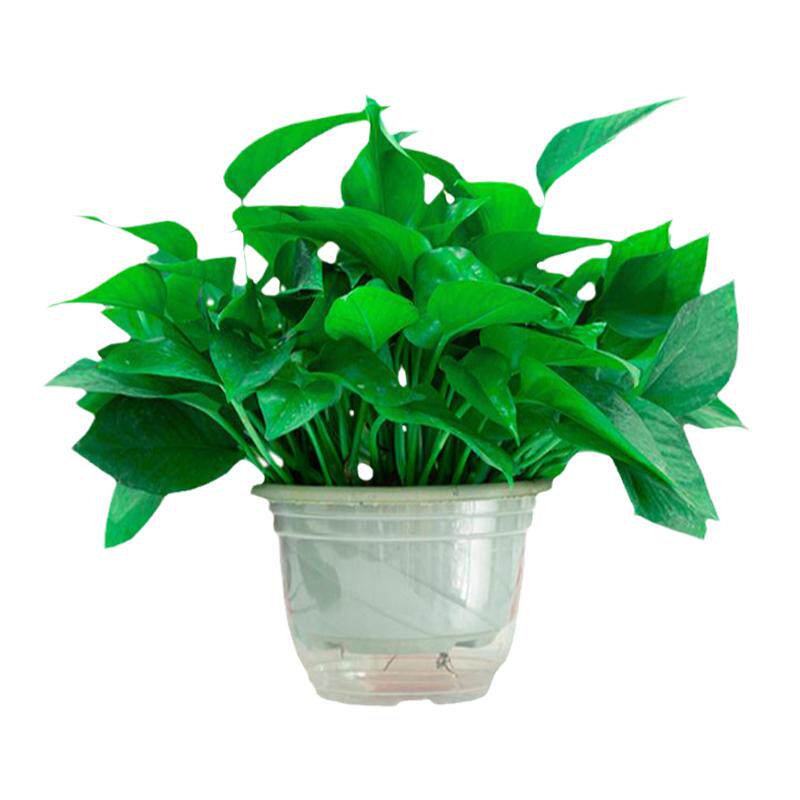 绿萝盆栽吸甲醛长藤植物花卉新房净化空气绿植易活水培除甲醛绿箩