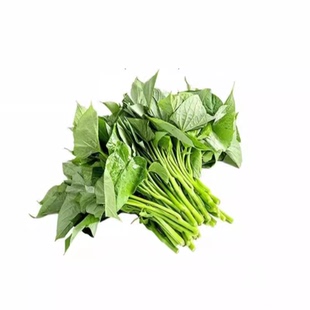 四川红苕尖新鲜农家红薯苗地瓜叶嫩尖食用红苕藤蕃薯叶时令蔬菜