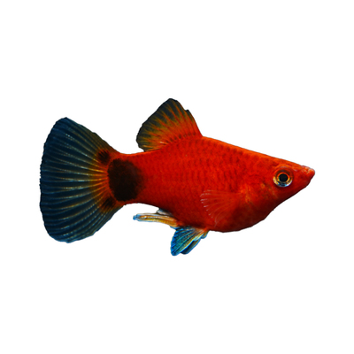 米奇胎生鱼直接生小鱼新手红色小鱼皮球鱼玛丽球孔雀好养生崽狂魔