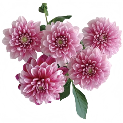 大丽花种球根花卉盆栽地瓜花植物