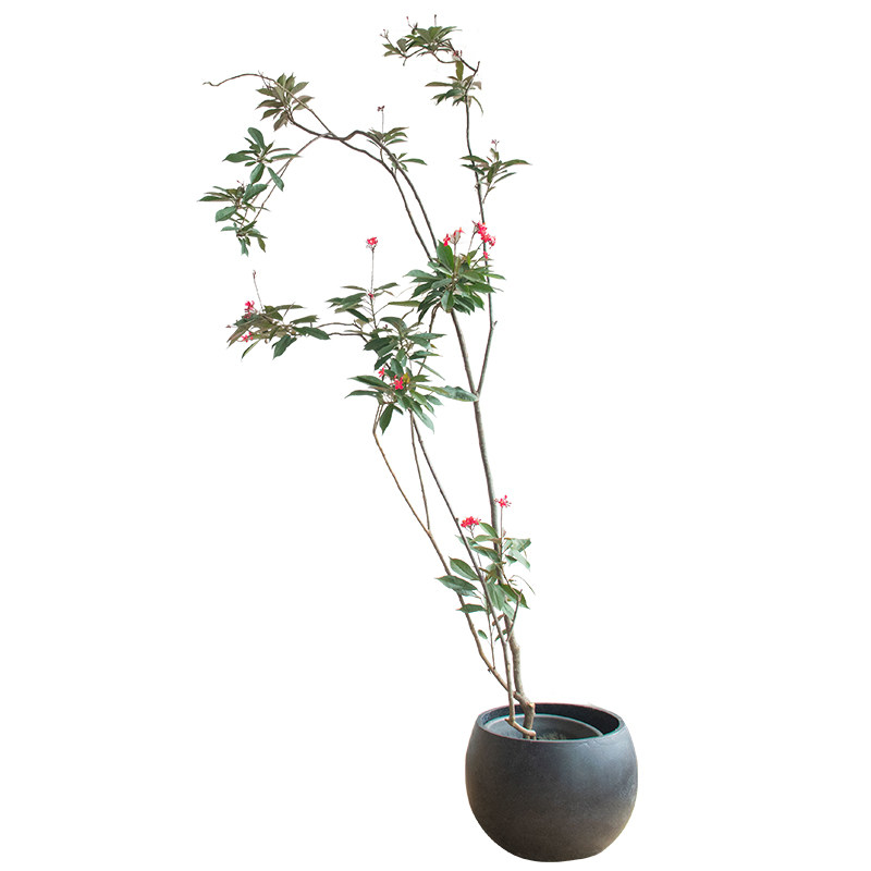 日日樱琴叶珊瑚花卉易活阳台开花植物客厅落地式绿植室内大盆栽