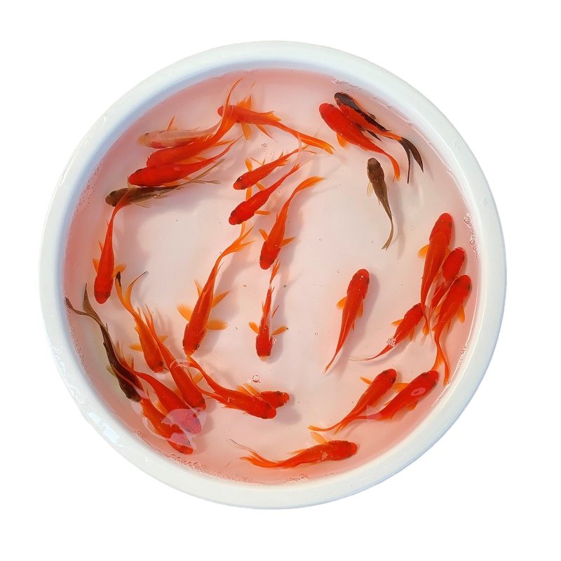 冷水红草活体公园垂钓小金鱼饲料